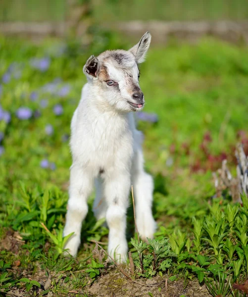 Witte baby geit staande op groen gazon op een zonnige dag — Stockfoto