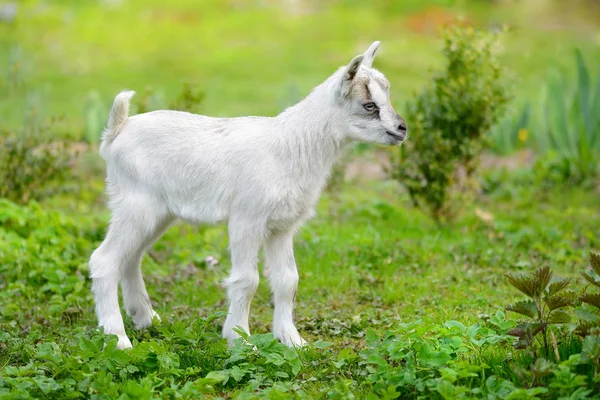 Chèvre bébé blanche debout sur la pelouse verte — Photo