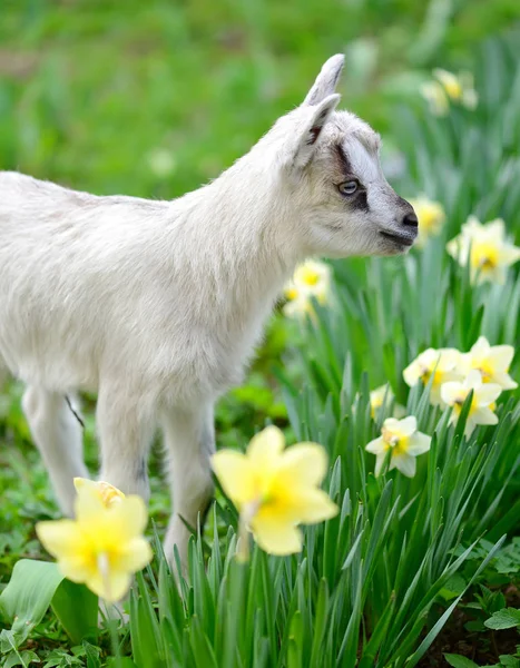 Witte baby geit staande op groen gazon met bloemen narcissus — Stockfoto