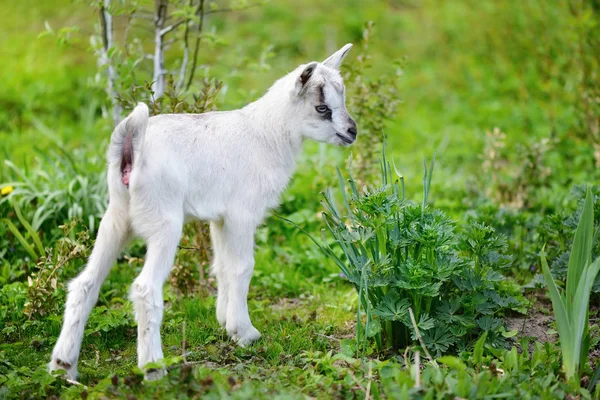 Chèvre bébé blanche debout sur la pelouse verte — Photo