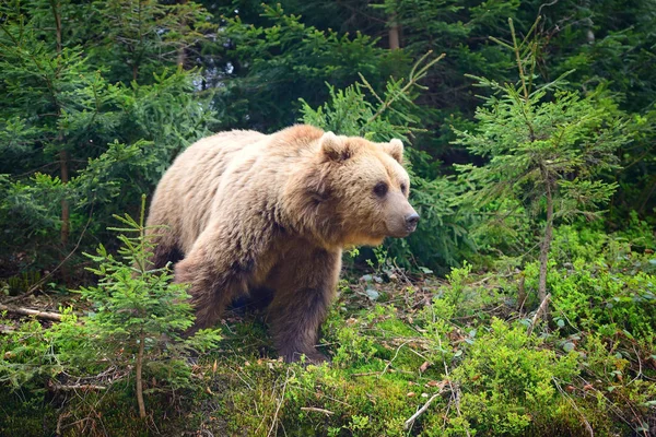 European brown bear in a forest landscape at summer. — Stock Photo, Image