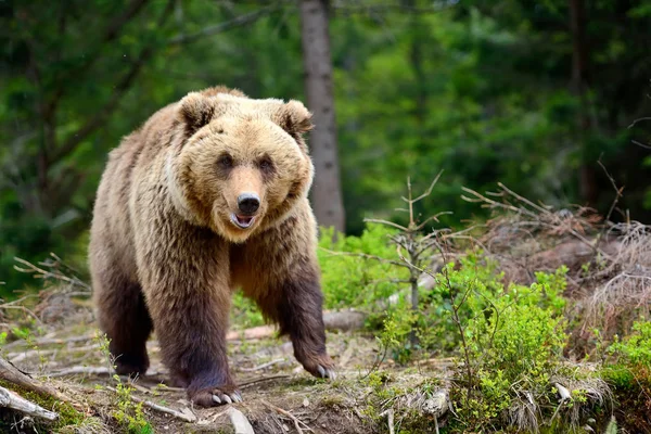 Европейский бурый медведь в лесном пейзаже летом . — стоковое фото