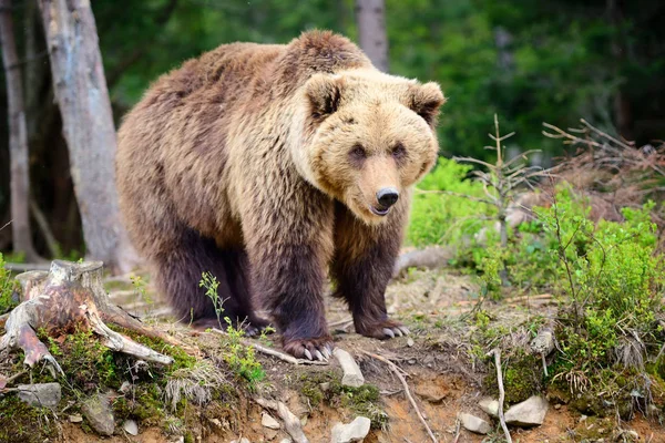 Europeisk brunbjörn i ett skogslandskap på sommaren. — Stockfoto