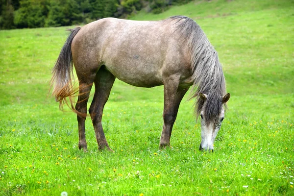 灰色の馬の夏の牧草地で放牧 — ストック写真