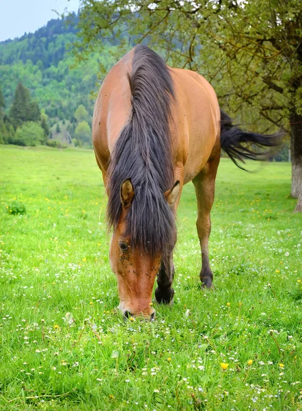 Лошадь пасутся на летнем зеленом лугу — стоковое фото