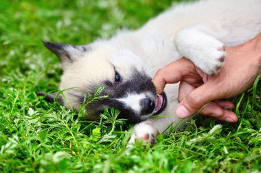 A beautiful Siberian Laika puppy playfully gnaws his finger clipart