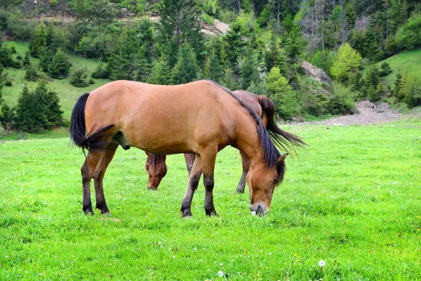 Paarden is geweid op een zomer groene weide — Stockfoto