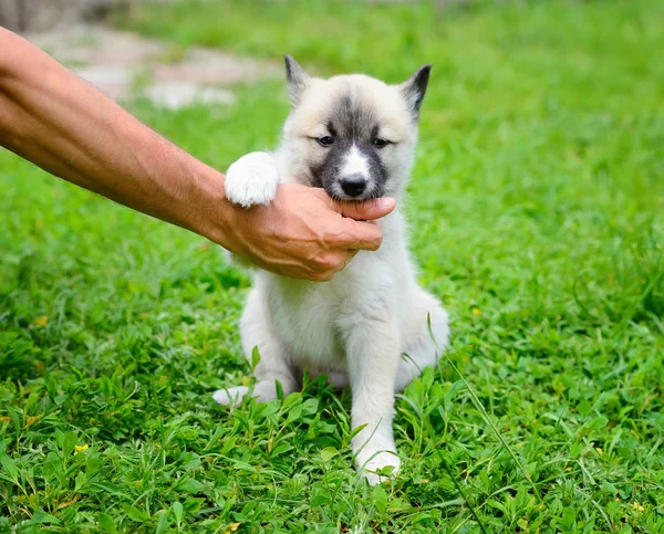 Güzel bir Sibirya Laika köpek yavrusu şakacı elini kemiren — Stok fotoğraf