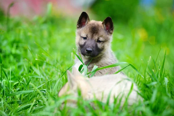 ライカ犬種の 2 つの素敵な魅力的な子犬は緑の芝生に座っています。 — ストック写真