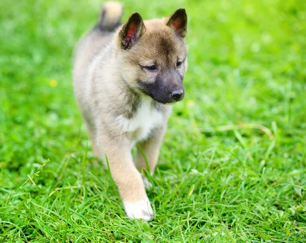 Een mooie Siberische Laika puppy op het gras — Stockfoto