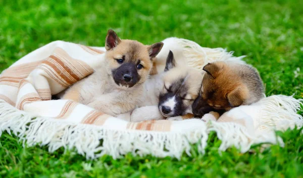Τρία χαριτωμένα ΛΑΪΚΑ Σιβηρίας κουτάβια στην κουβέρτα — Φωτογραφία Αρχείου