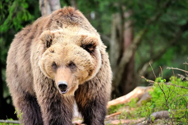 Europeisk brunbjörn i ett skogslandskap på sommaren — Stockfoto