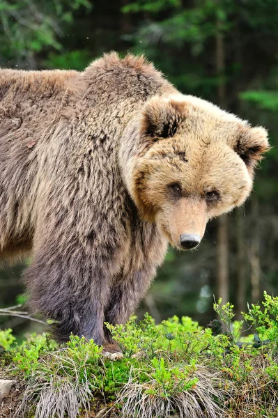 여름에는 숲에에서 유럽 갈색 곰 — 스톡 사진