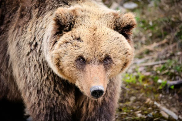 브라운 베어 초상화입니다. 숲에서 큰 갈색 곰. — 스톡 사진