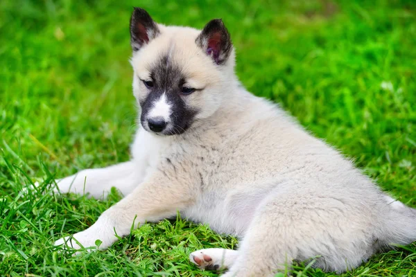 Красивый щенок сибирской Лайки лежит на траве — стоковое фото