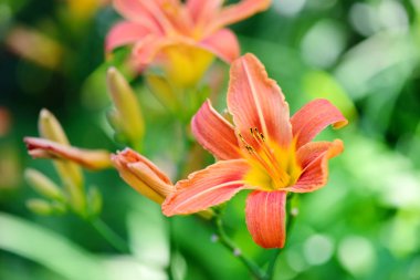 Coğrafyada - güzel daylily bahçe çiçek çiçek