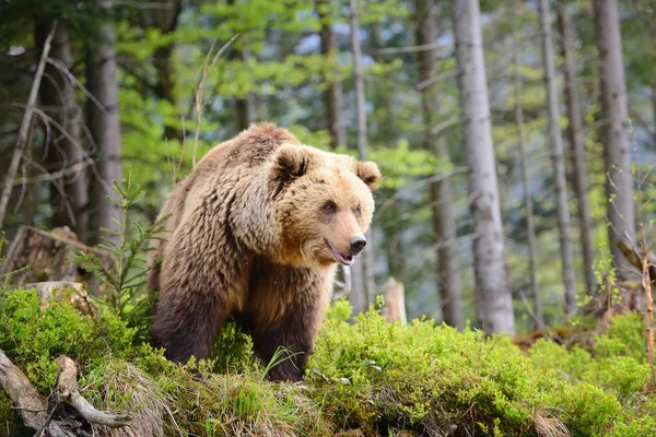 European brown bear in a forest landscape at summer. Big brown bear in forest. — Stock Photo, Image