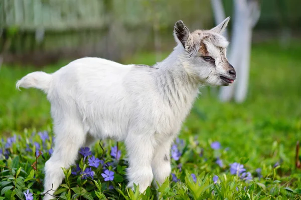 White baby goat standing on green lawn with flowers periwinkle (Vinca major) — Stock Photo, Image
