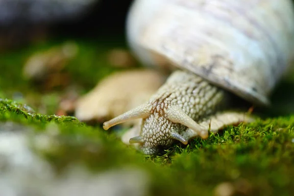 Caracol arrastrándose sobre el musgo. Enfoque selectivo —  Fotos de Stock