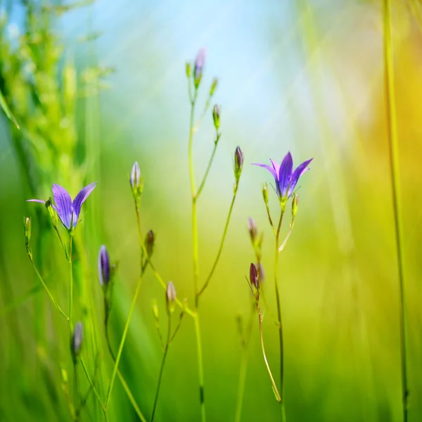 Campanula flowers (Campanula patula) in green grass. Selective focus, blurred background. — Stock Photo, Image