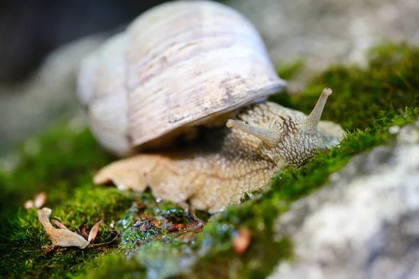 Caracol arrastrándose sobre el musgo. Enfoque selectivo —  Fotos de Stock