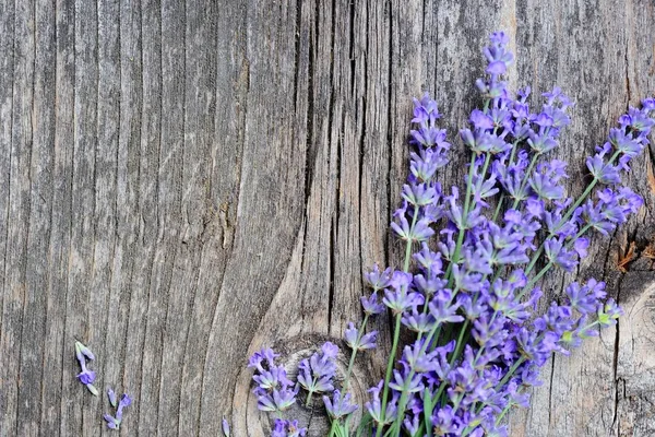 Flores de lavanda (Lavandula) em um fundo de madeira velho — Fotografia de Stock