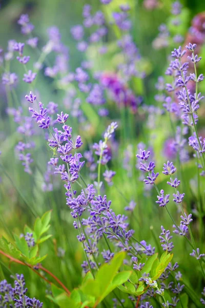 Lavender flower field, image for natural background, selective focus — Stock Photo, Image