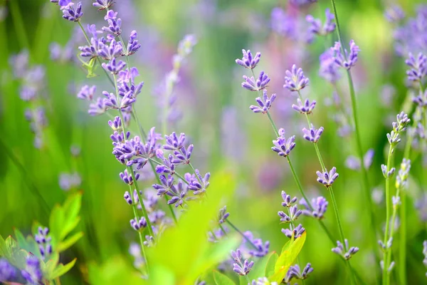 Campo de flores de lavanda, imagen para fondo natural, enfoque selectivo — Foto de Stock