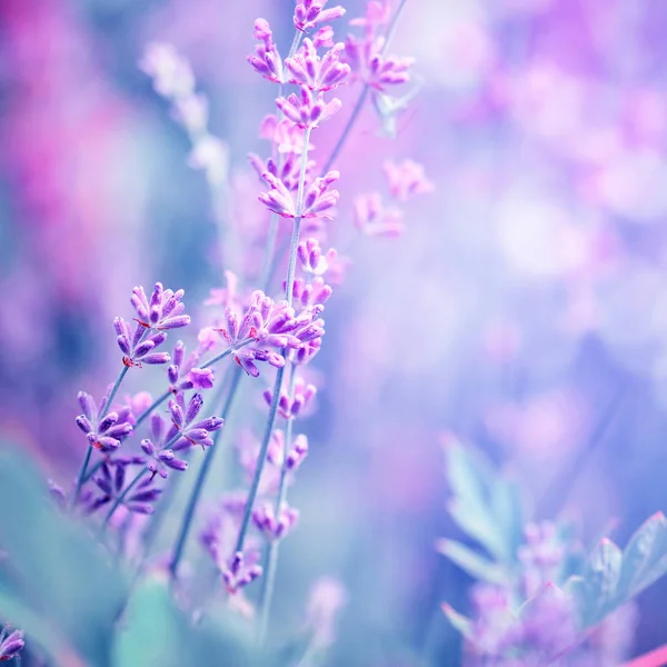 라벤더 꽃 필드, 자연 배경, 선택 포커스에 대 한 이미지. 보라색 톤의 예술 사진. — 스톡 사진