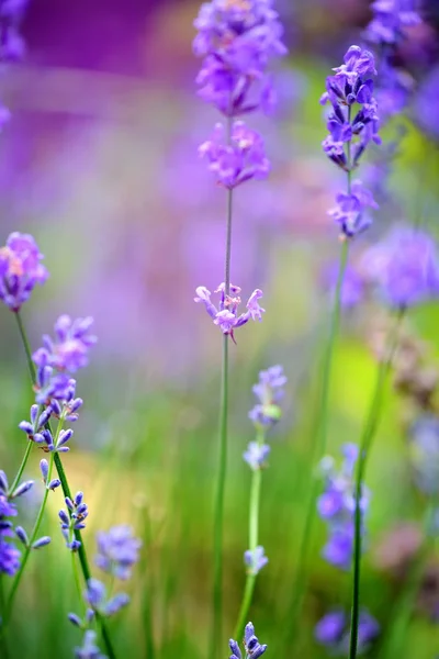 Lavendelblütenfeld, Bild für natürlichen Hintergrund, selektiver Fokus — Stockfoto