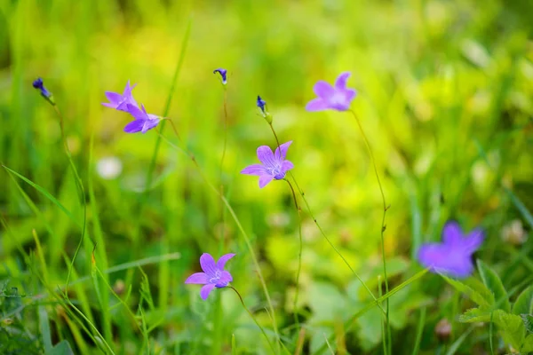 Dzwonek (Campanula patula) kwiaty w zielonej trawie. Selektywny fokus — Zdjęcie stockowe