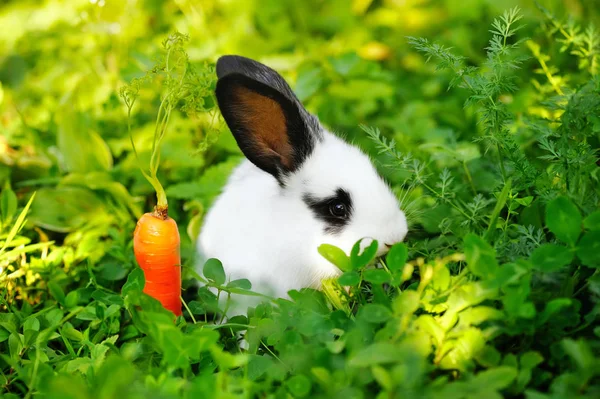 Conejo blanco bebé divertido con una zanahoria en la hierba — Foto de Stock