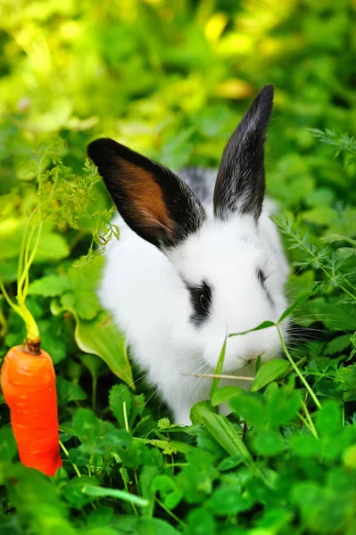 Funny baby vit kanin med en morot i gräs — Stockfoto