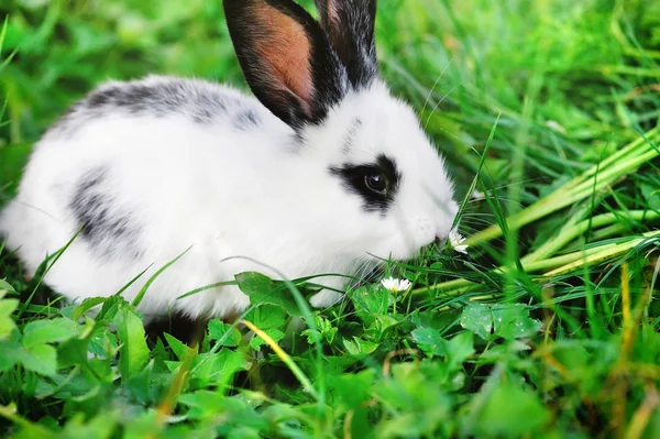 Bebek beyaz tavşan çimenlerin üzerinde — Stok fotoğraf