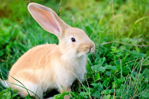 Küçük tavşan yeşil çimlerin üzerinde — Stok fotoğraf