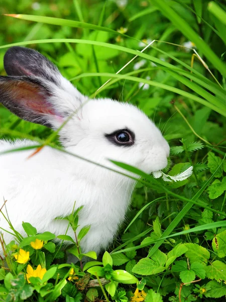 Baby white rabbit on grass — Stock Photo, Image