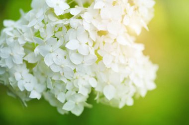 romantik çiçek arka plan beyaz ortanca çiçek ihale