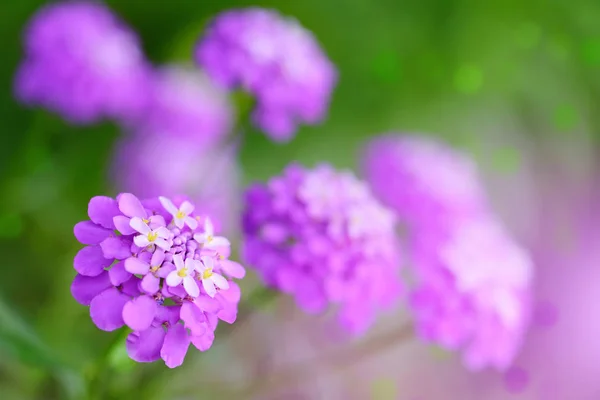 Små lila blommor Iberis umbellate på sommaren i en trädgård — Stockfoto