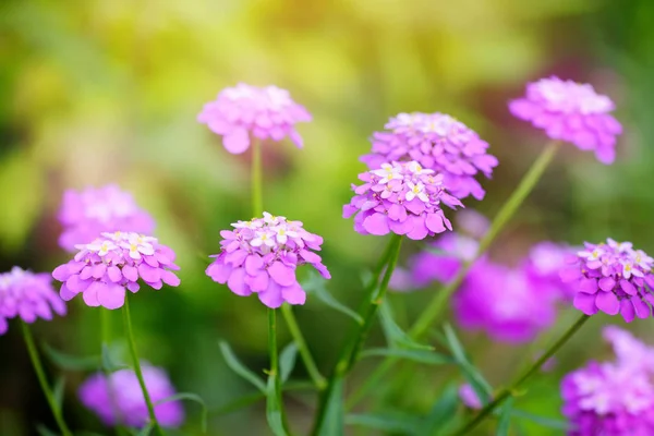 Pequenas flores roxas Iberis umbellate no verão em um jardim — Fotografia de Stock