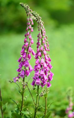 Bir bahçe çiçekli yüksükotu çiçekler (Digitalis purpurea)