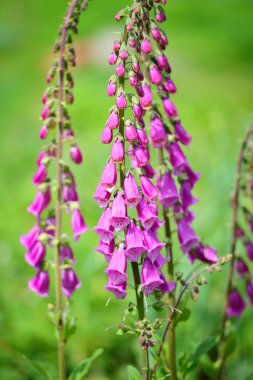 Bir bahçe çiçekli yüksükotu çiçekler (Digitalis purpurea)