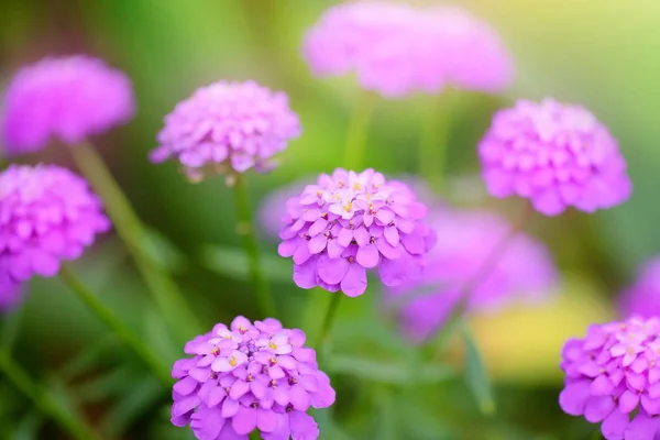 Små lila blommor Iberis umbellate på sommaren i en trädgård — Stockfoto