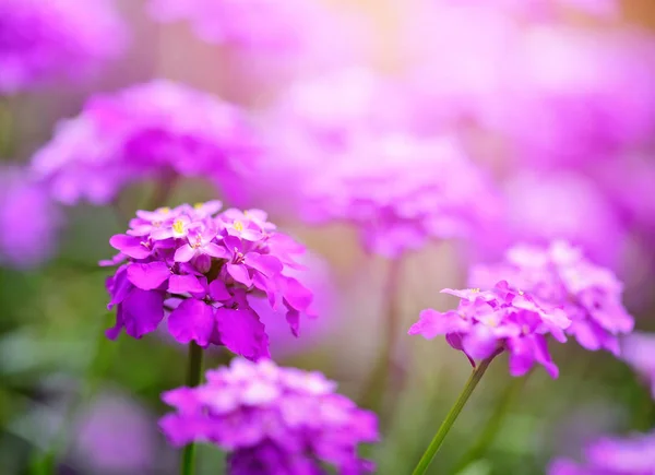 花小，紫色 Iberis 伞形夏天花园里 — 图库照片