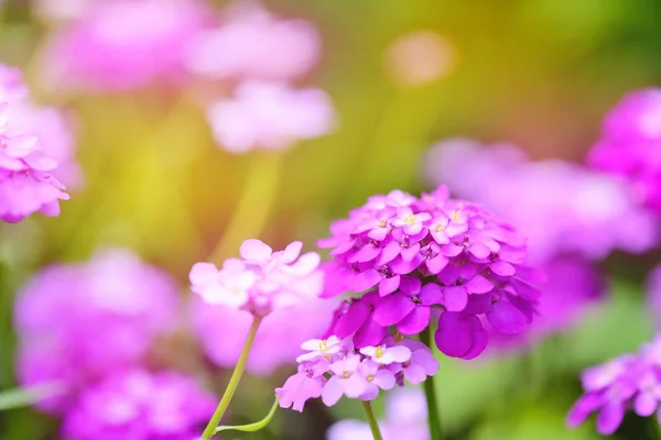 Små lila blommor Iberis umbellate på sommaren i en trädgård — Stockfoto