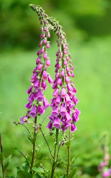 Квітучі квіти лисиць (D digitalis purpurea) в саду — стокове фото