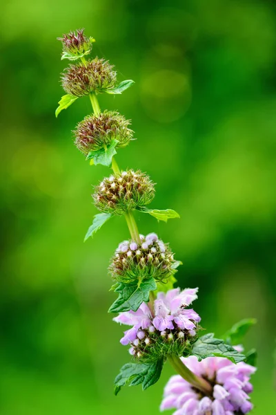 Flowers of Phlomoides tuberosa (Phlomis tuberosa) — Stock Photo, Image
