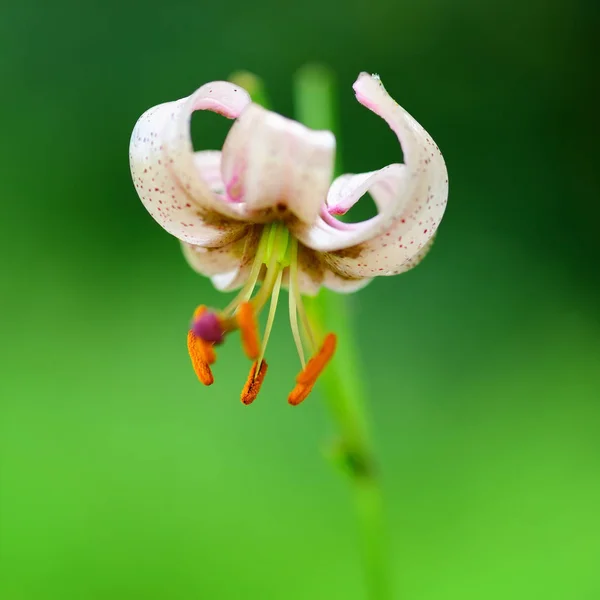 Martagon lirio (Lilium martagon) flor primer plano —  Fotos de Stock