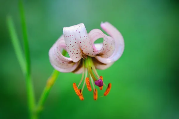 Martagon lírio (Lilium martagon) flor close-up — Fotografia de Stock