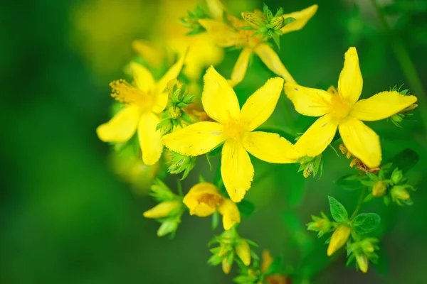 Flores hipericum (Hypericum perforatum o hierba de San Juan) en el prado, enfoque selectivo —  Fotos de Stock