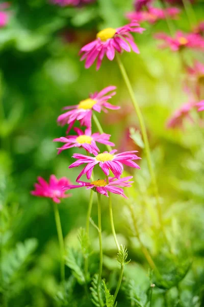 Χαμομήλι λουλούδια είναι πορφυρά σε έναν κήπο, σε μια ηλιόλουστη ημέρα. — Φωτογραφία Αρχείου